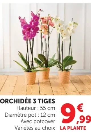 Orchidée 3 tiges