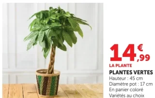 Plantes Vertes