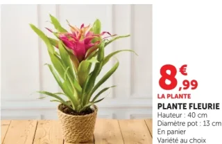 Plante Fleurie