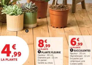 Succulentes en cache-pot