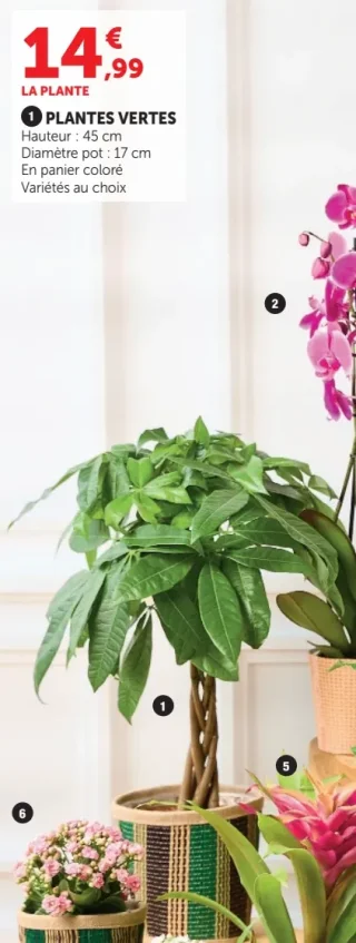 Plantes vertes - Pachira