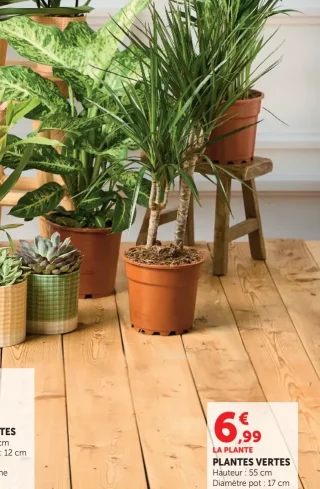 Plantes Vertes