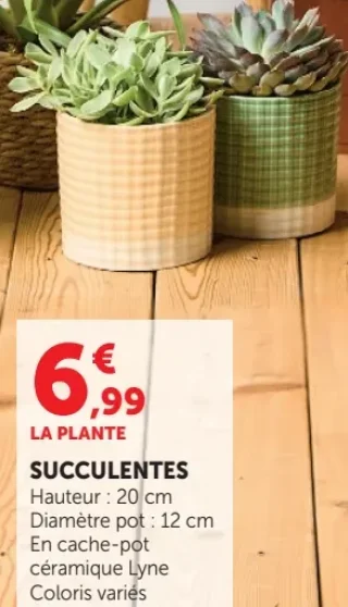 SUCCULENTES