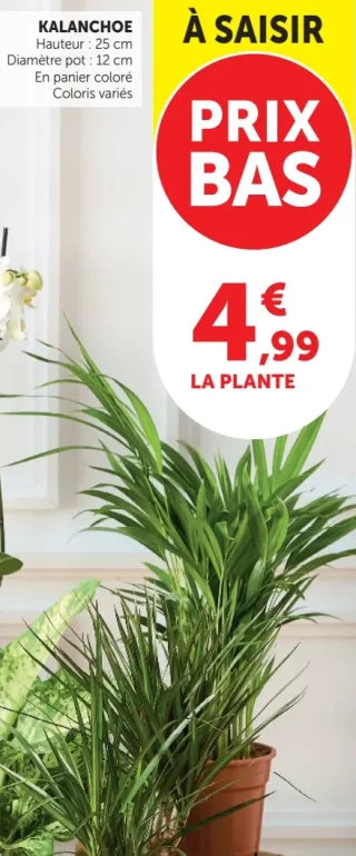 Kalanchoe
