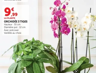 Orchidée 3 Tiges