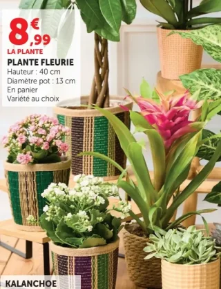 Plante fleurie en panier