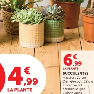 Succulentes en cache-pot céramique Lyne