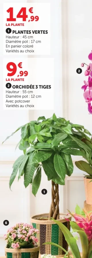 PLANTES VERTES (Hauteur : 45 cm)