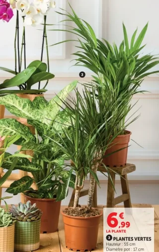 PLANTES VERTES (Hauteur : 55 cm)
