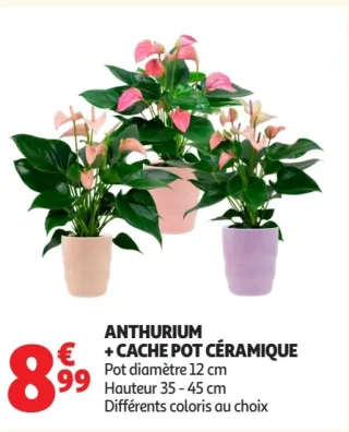 Anthurium + cache pot céramique