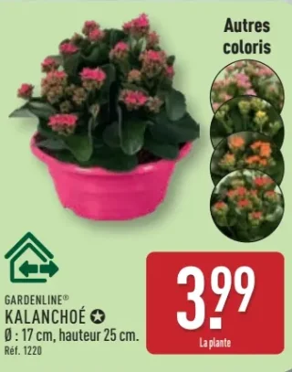 GARDENLINE® KALANCHOÉ
