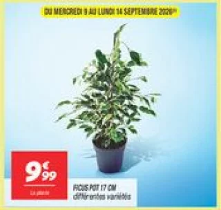 Ficus pot 17 cm  
