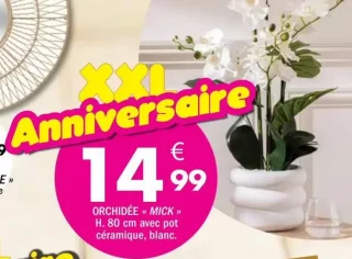 ORCHIDÉE « MICK »