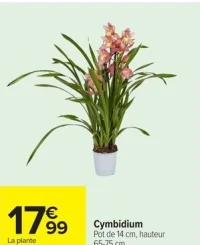 Cymbidium