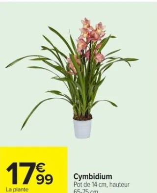 Cymbidium