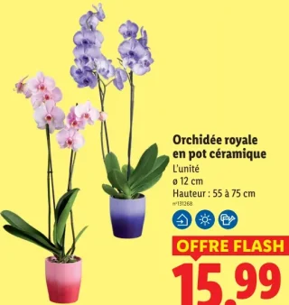 Orchidée royale en pot céramique
