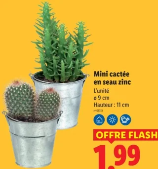 Mini cactée en seau zinc