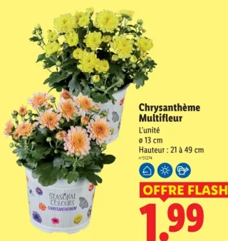 Chrysanthème Multifleur