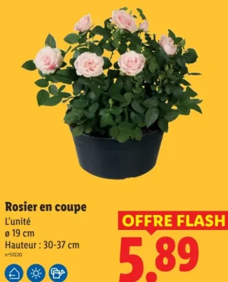 Rosier en coupe