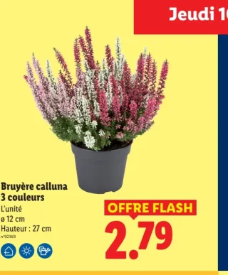 Bruyère calluna 3 couleurs