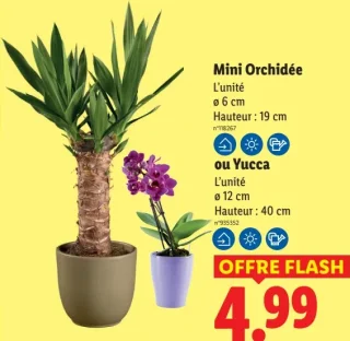 Mini Orchidée ou Yucca