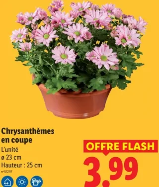 Chrysanthèmes en coupe