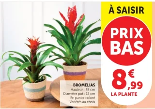 BROMELIAS