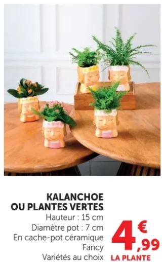 KALANCHOE OU PLANTES VERTES
