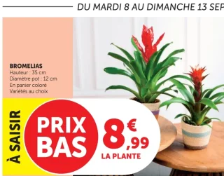 Plante Bromelias