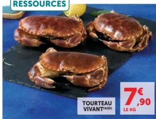 Tourteau Vivant