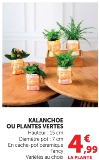 Kalanchoe ou plantes vertes