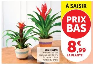 Bromelias