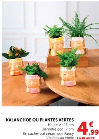 KALANCHOE OU PLANTES VERTES En cache-pot céramique Fancy