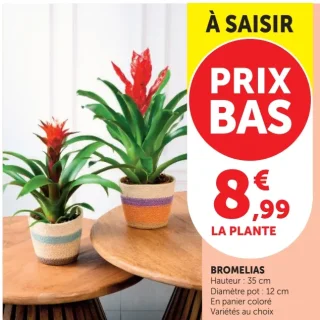 BROMELIAS En panier coloré