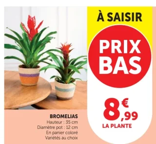 Bromelias
