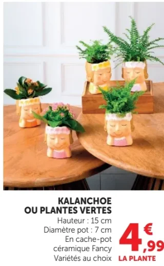 KALANCHOE OU PLANTES VERTES