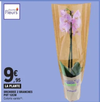 Orchidée 2 branches pot 12cm Quartier Fleurs