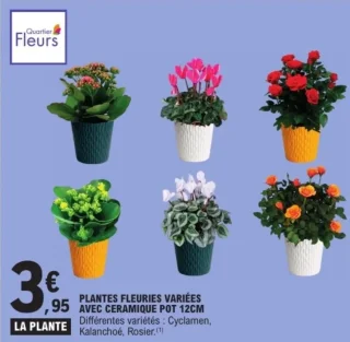 Plantes fleuries variées avec céramique pot 12cm Quartier Fleurs