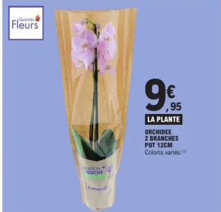 Orchidée 2 branches pot 12cm Quartier Fleurs