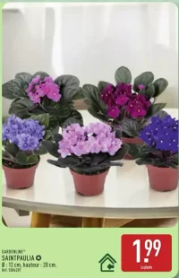 GARDENLINE® SAINTPAULIA