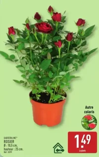 GARDENLINE® ROSIER