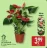 Promo Anthurium Gardenline