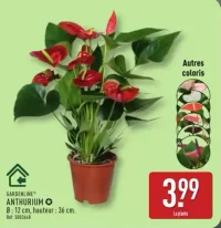 Anthurium Gardenline