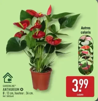 Anthurium Gardenline