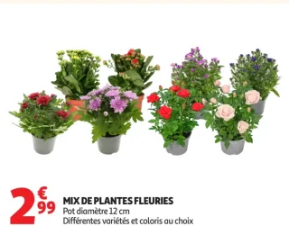 Mix de plantes fleuries