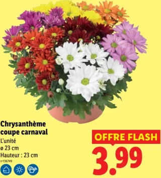 Chrysanthème coupe carnaval