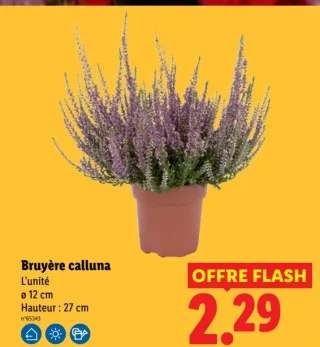 Bruyère calluna