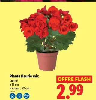 Plante fleurie mix