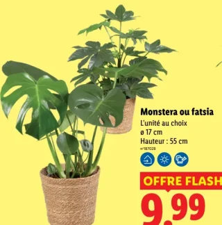 Monstera ou fatsia