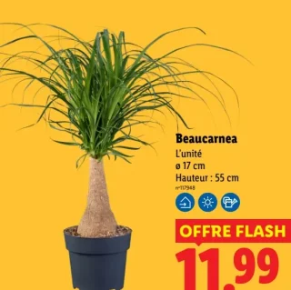 Beaucarnea